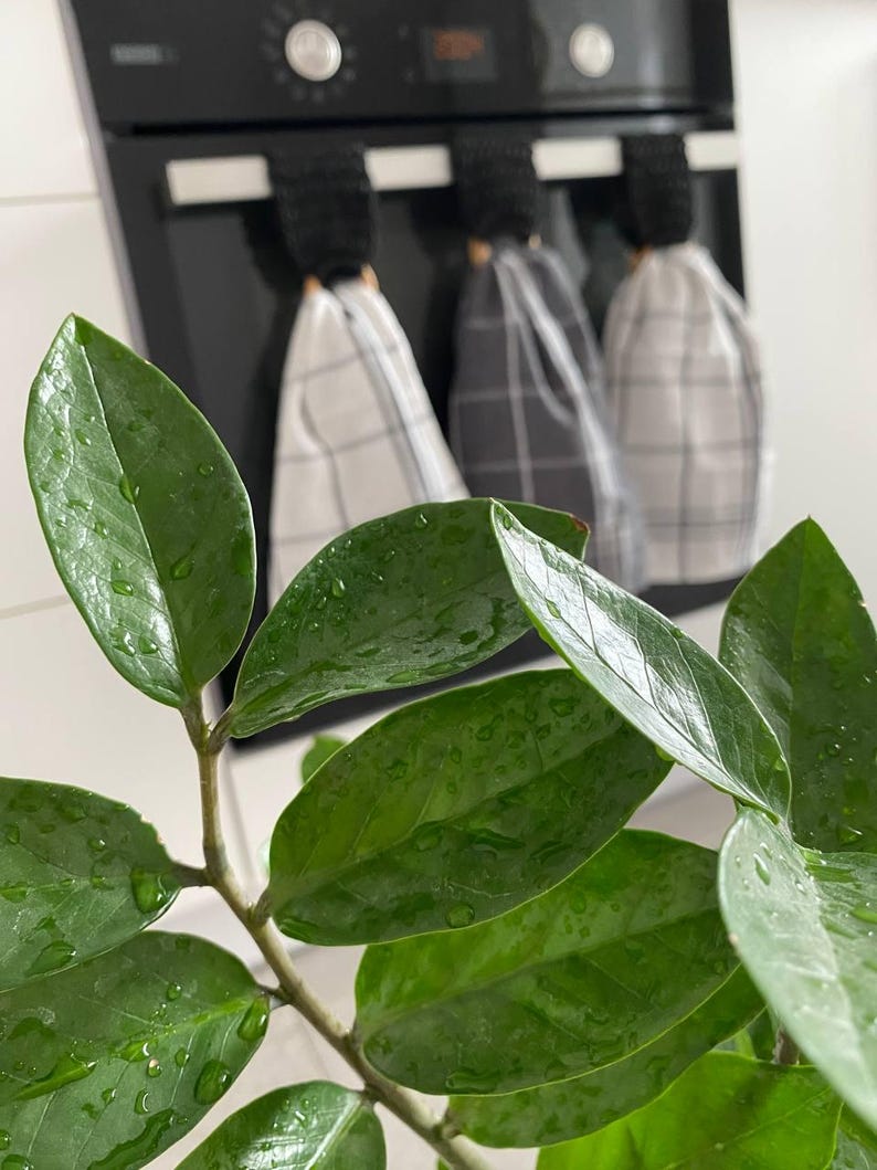 May include: Close-up of a vibrant green plant with water droplets on its leaves. In the background, three kitchen towels with black and white checkered patterns hang from a black oven. The towels are suspended by black loops.