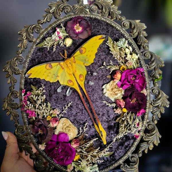 floral framed comet moth