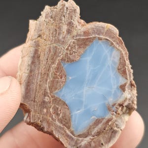 May include: A polished slice of petrified wood featuring a central, irregular cavity filled with smooth, opaque light blue mineral material. The outer edges display the textured, brown, and tan concentric rings characteristic of fossilized wood grain.