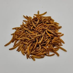 Dried Mealworms For Hamsters, Mice, and Gerbils