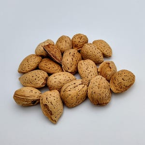 Può includere: Un mucchio di mandorle crude con il guscio, di colore marrone chiaro e superficie ruvida. Le mandorle sono di forma ovale e presentano piccole macchie scure sul guscio. L'immagine è su uno sfondo bianco.