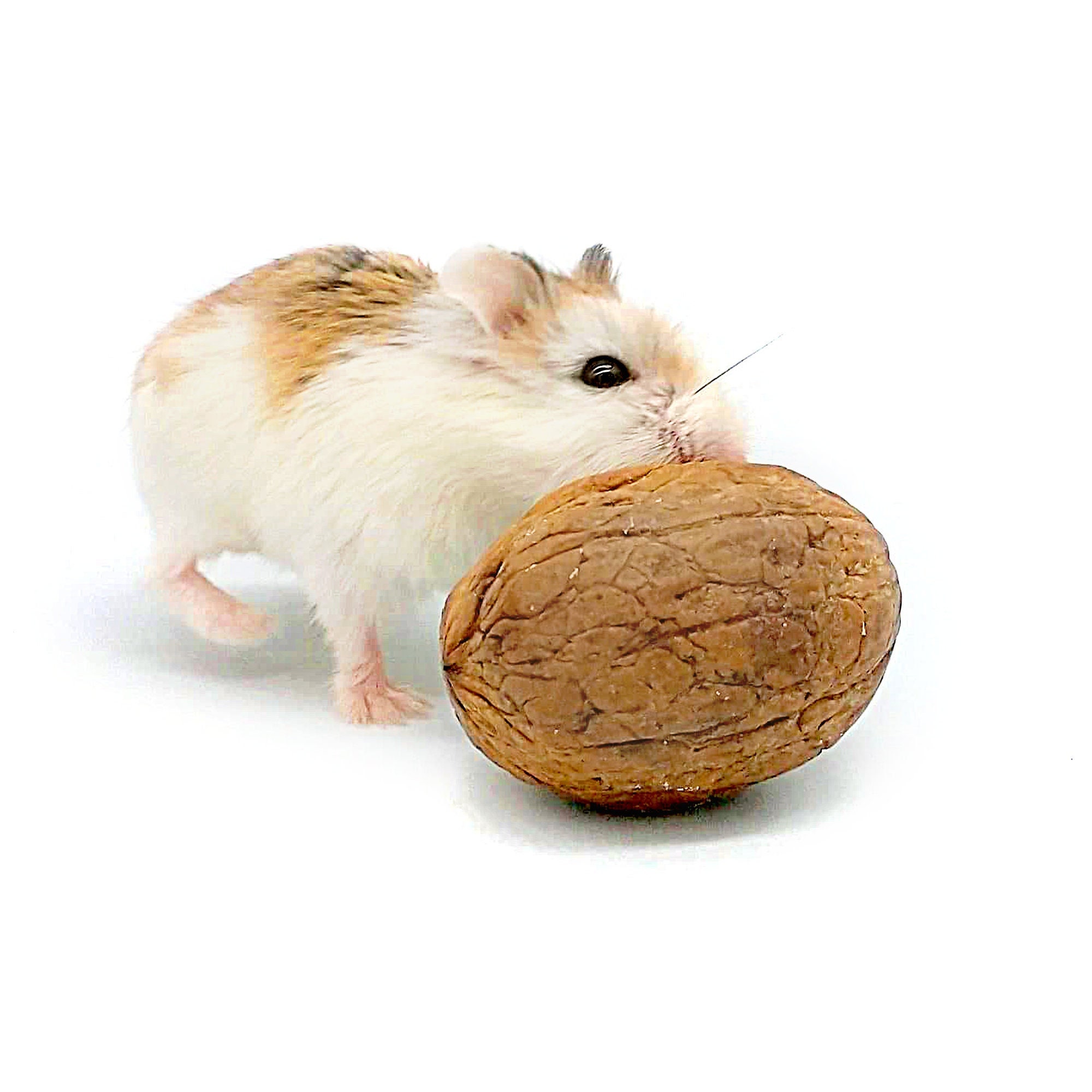 Gerbil gerbillinae imagem de stock. Imagem de gerbo - 209637699, image size:2000x2000