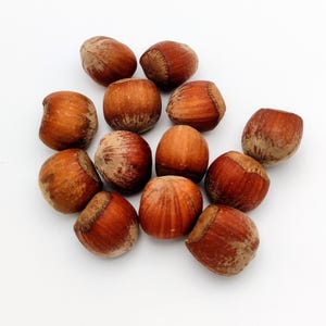 May include: A group of 12 brown hazelnuts on a white background.