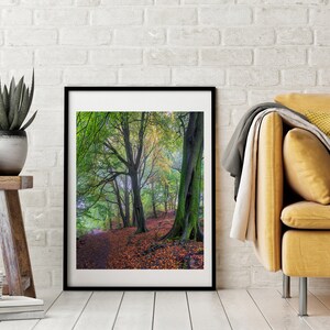 Puede incluir: Una fotografía enmarcada de un sendero en el bosque con árboles altos y hojas caídas. Los árboles son principalmente verdes con algunas hojas amarillas y naranjas. El sendero está bordeado de hojas caídas.