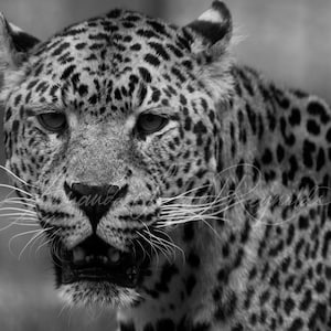 Black and White Leopard Close Up Custom Canvas or Print