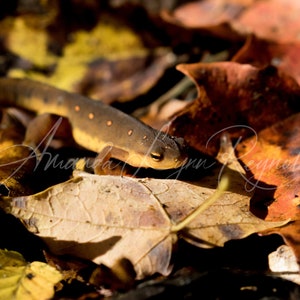 Eastern, Red-Spotted Newt Custom Canvas or Print