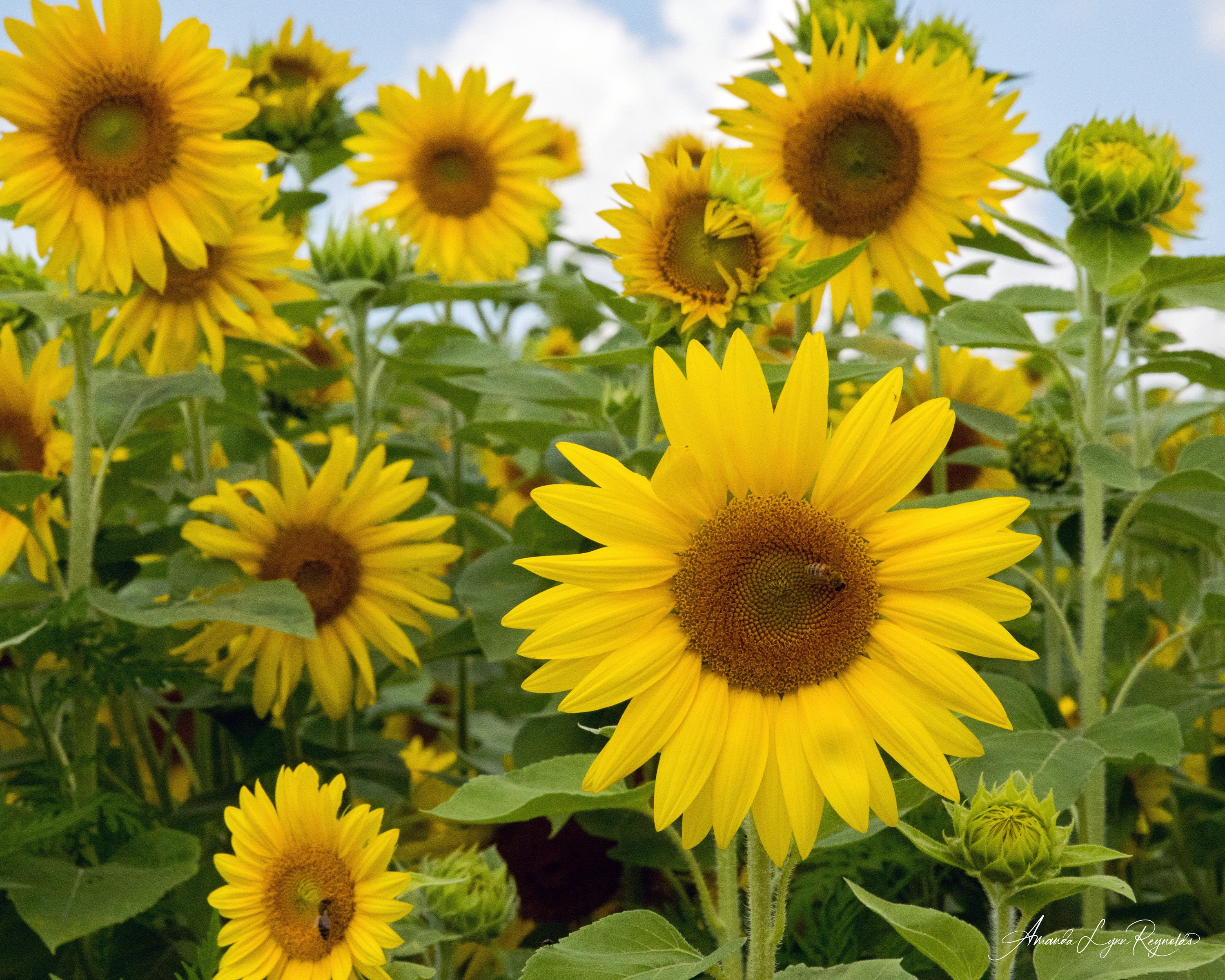 Sunflower and Honey Bee Etsy