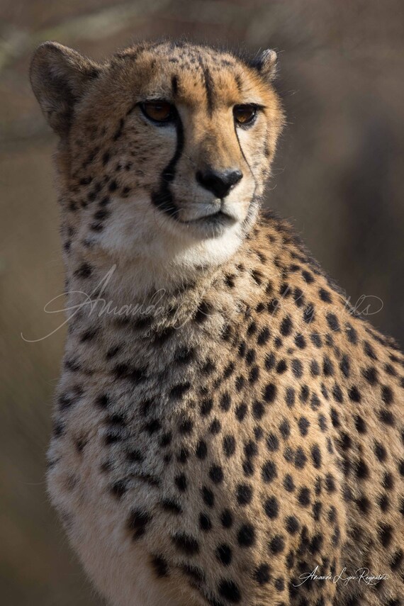 Cheetah Up Close Cheetah Up Close