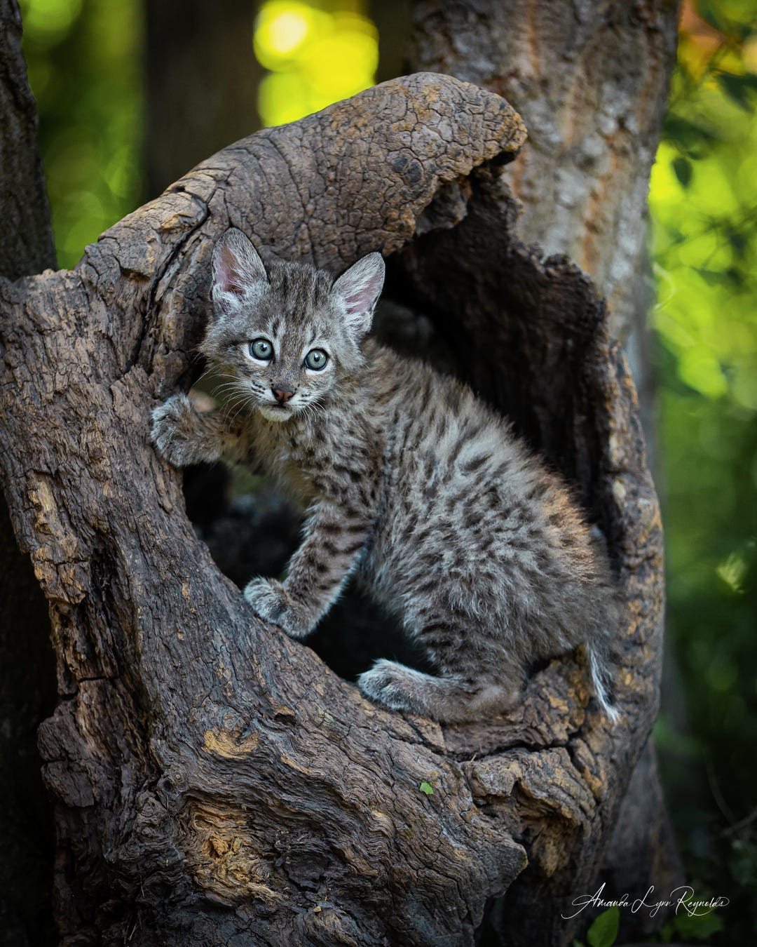 Bobcat Kitten in Tree- Custom Canvas or Print - Etsy