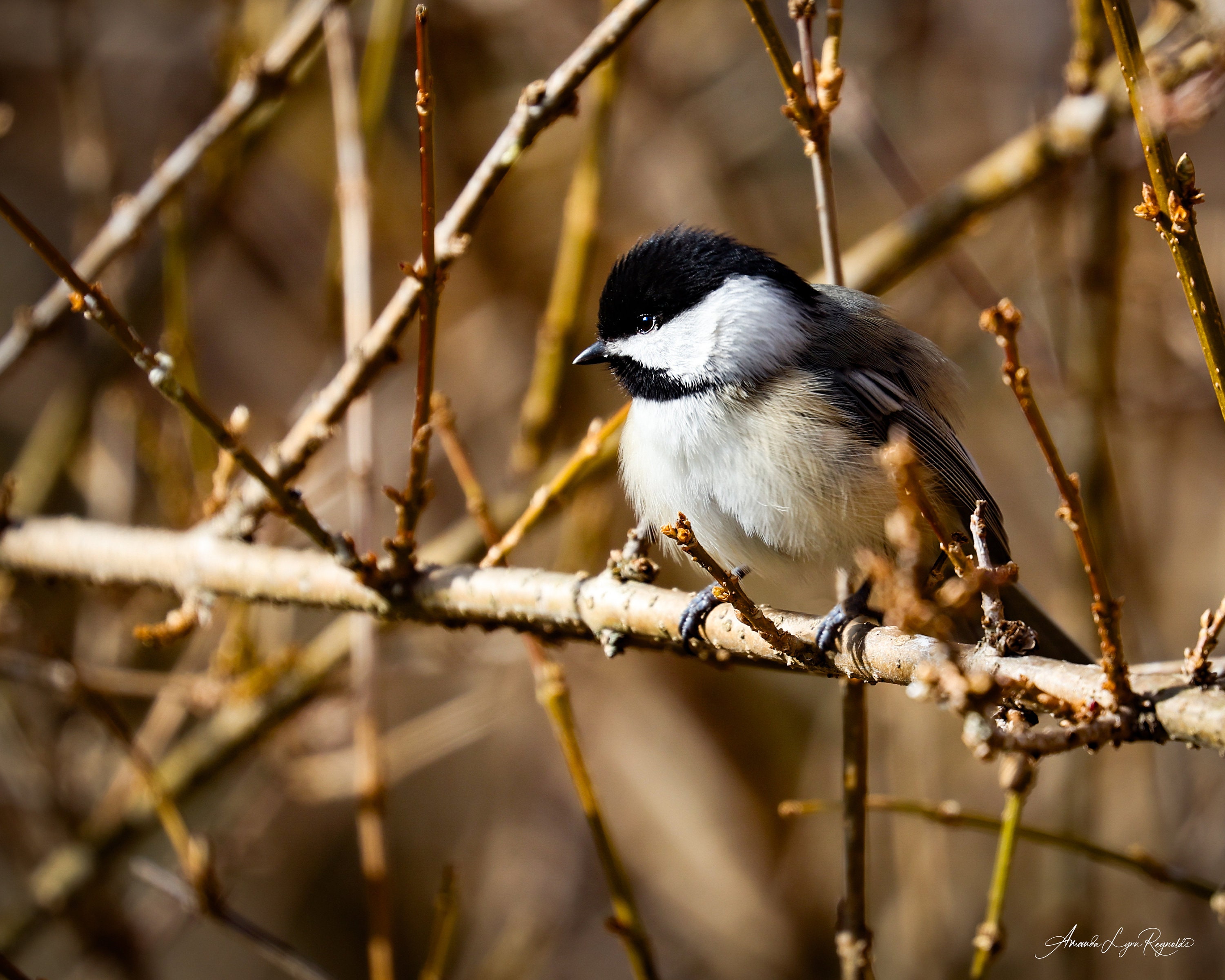 Black- Capped Chickadee Custom Canvas or Print - Etsy