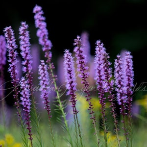 Purple Blazing Star Flowers Close Up Custom Canvas or Print