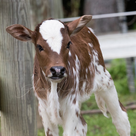 Zebu Calf