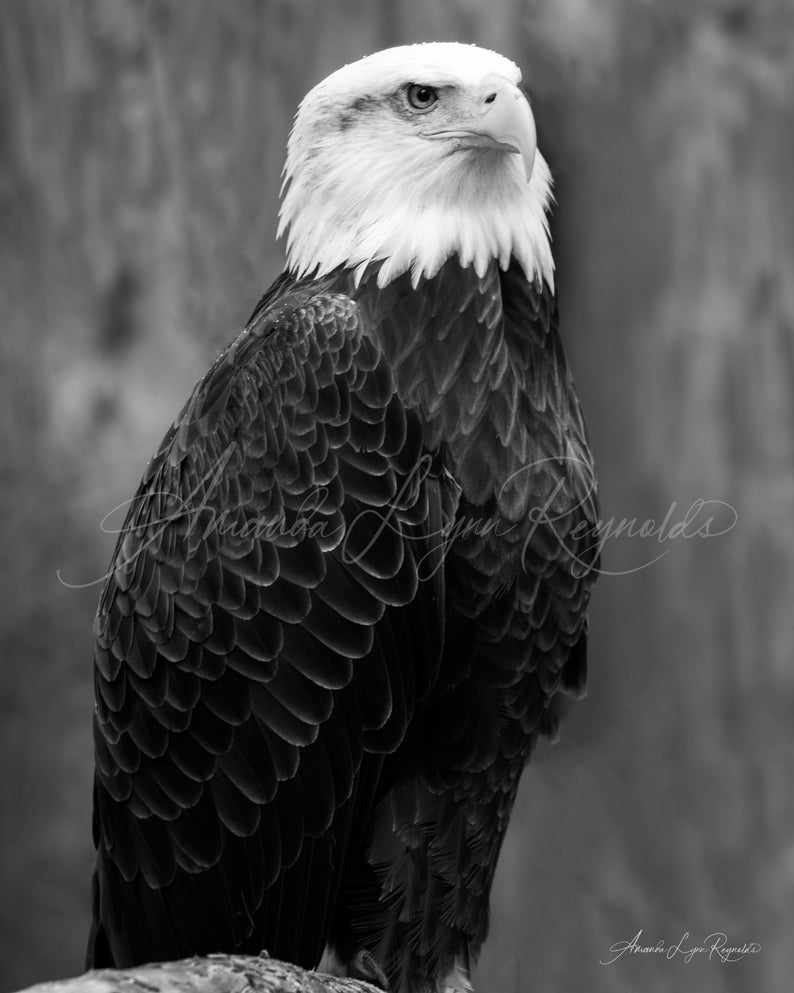 Bald Eagle in Black and White - Etsy