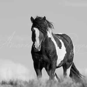 Wild Horse Custom Canvas or Print