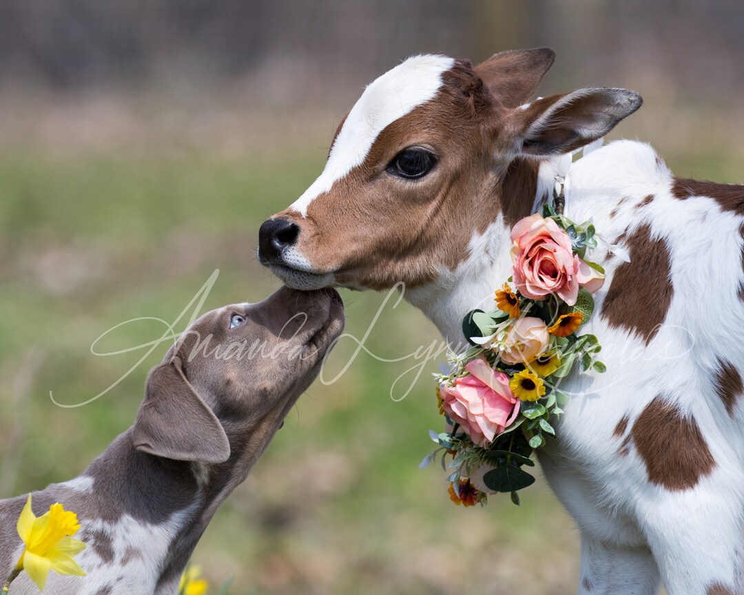 Micro Miniature Calf and Puppy Custom Print or Canvas - Etsy