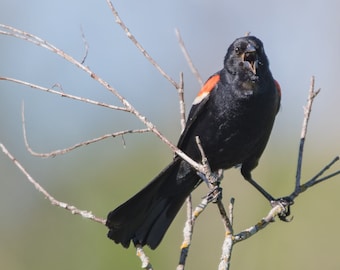 Red Winged Blackbird Photo Print | Metal Photo Print | Red Winged Blackbird Gift | Bird Lover Gift