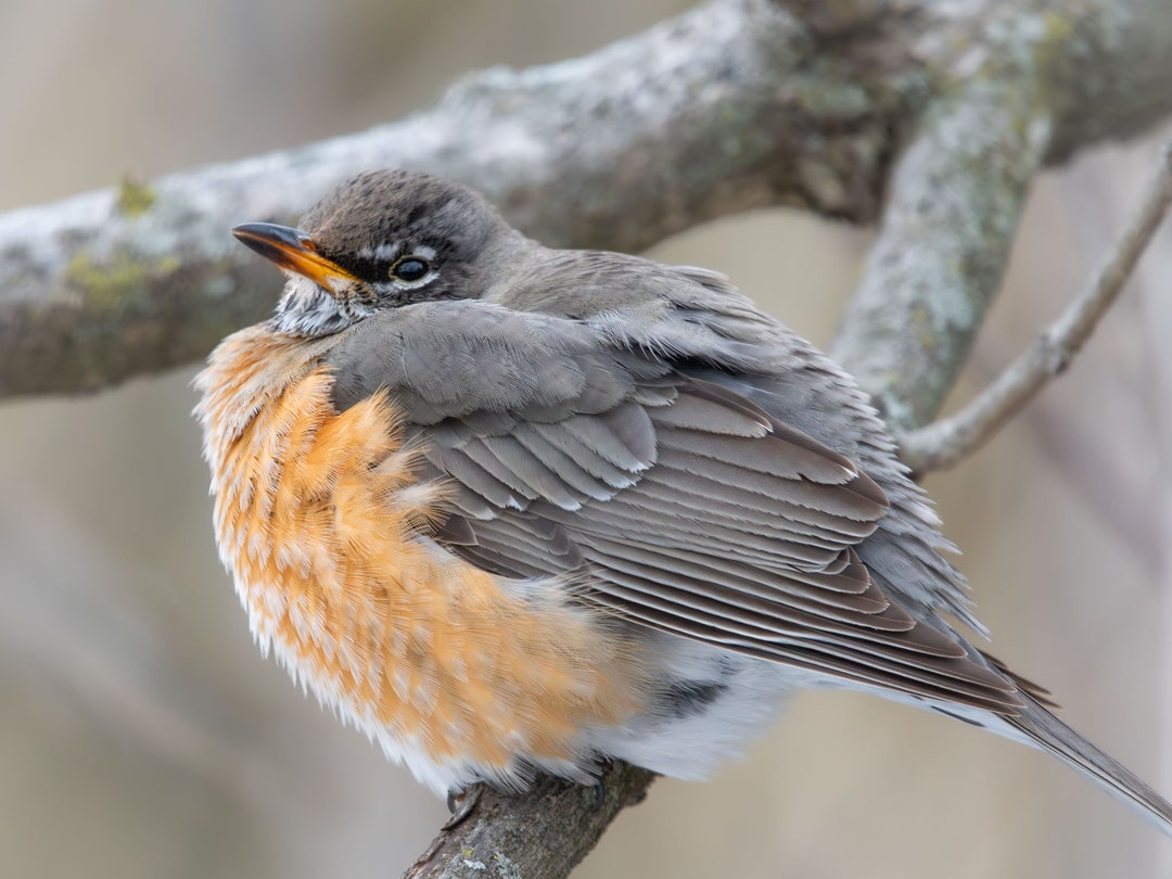 American Robin Photo Print | Metal Photo Print | Bird Gift | Bird Lover ...