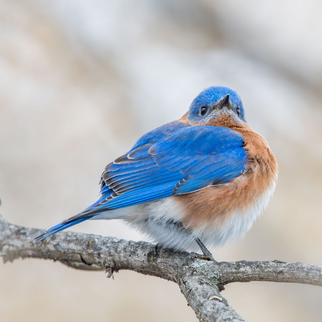 Eastern Bluebird Photo Print | Metal Photo Print | Bluebird Gift | Bird ...