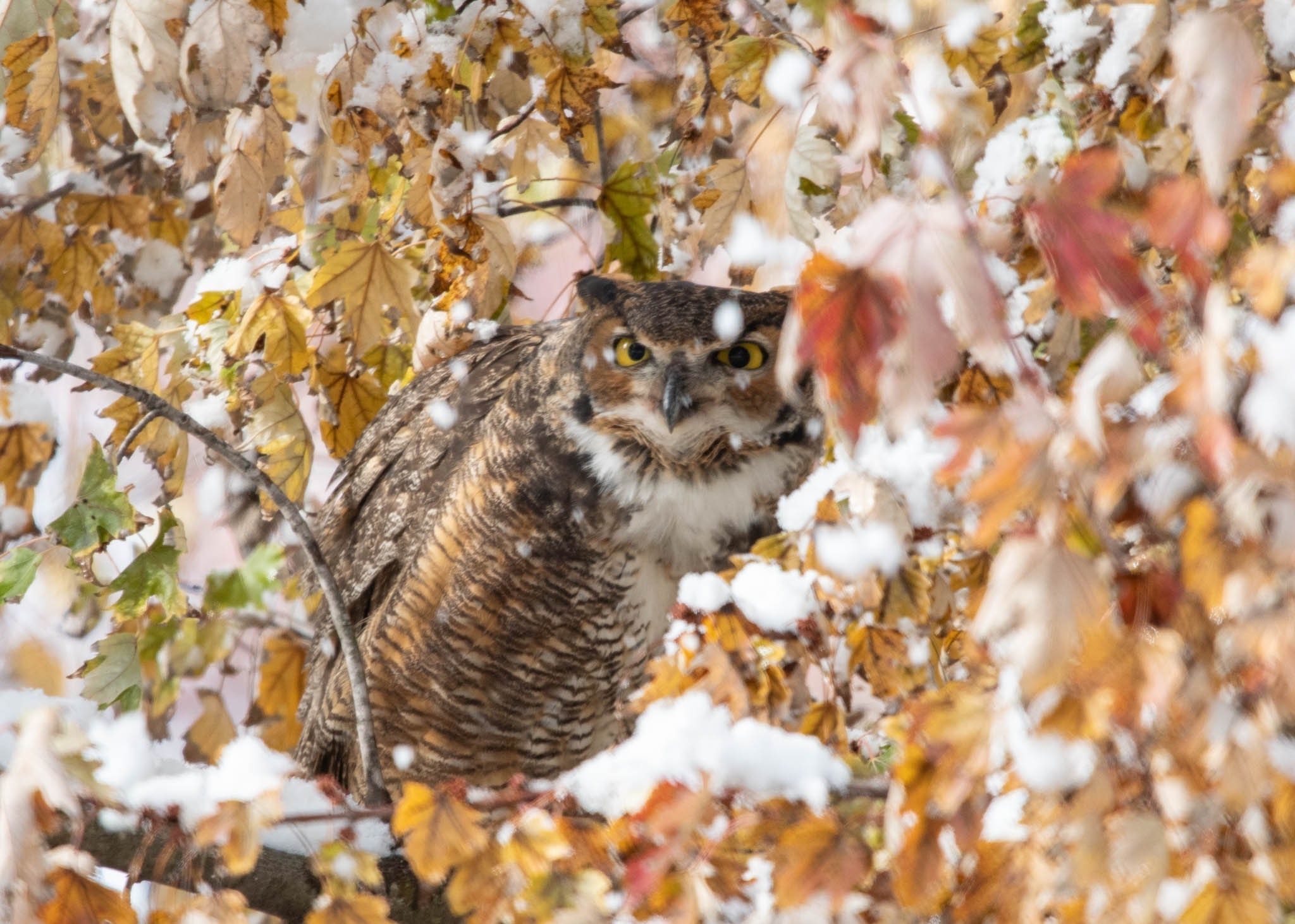 Great Horned Owl Photo Print | Metal Photo Print | Owl Gift | Bird Lover Gift