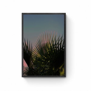 Palm leaves, nature, photography, art print, wall decoration, boho, fine art print, limited edition, signed