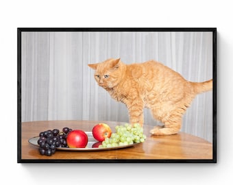 猫、静物画、ジンジャー、写真、アートプリント、壁の装飾、家具、サイン入り、限定版