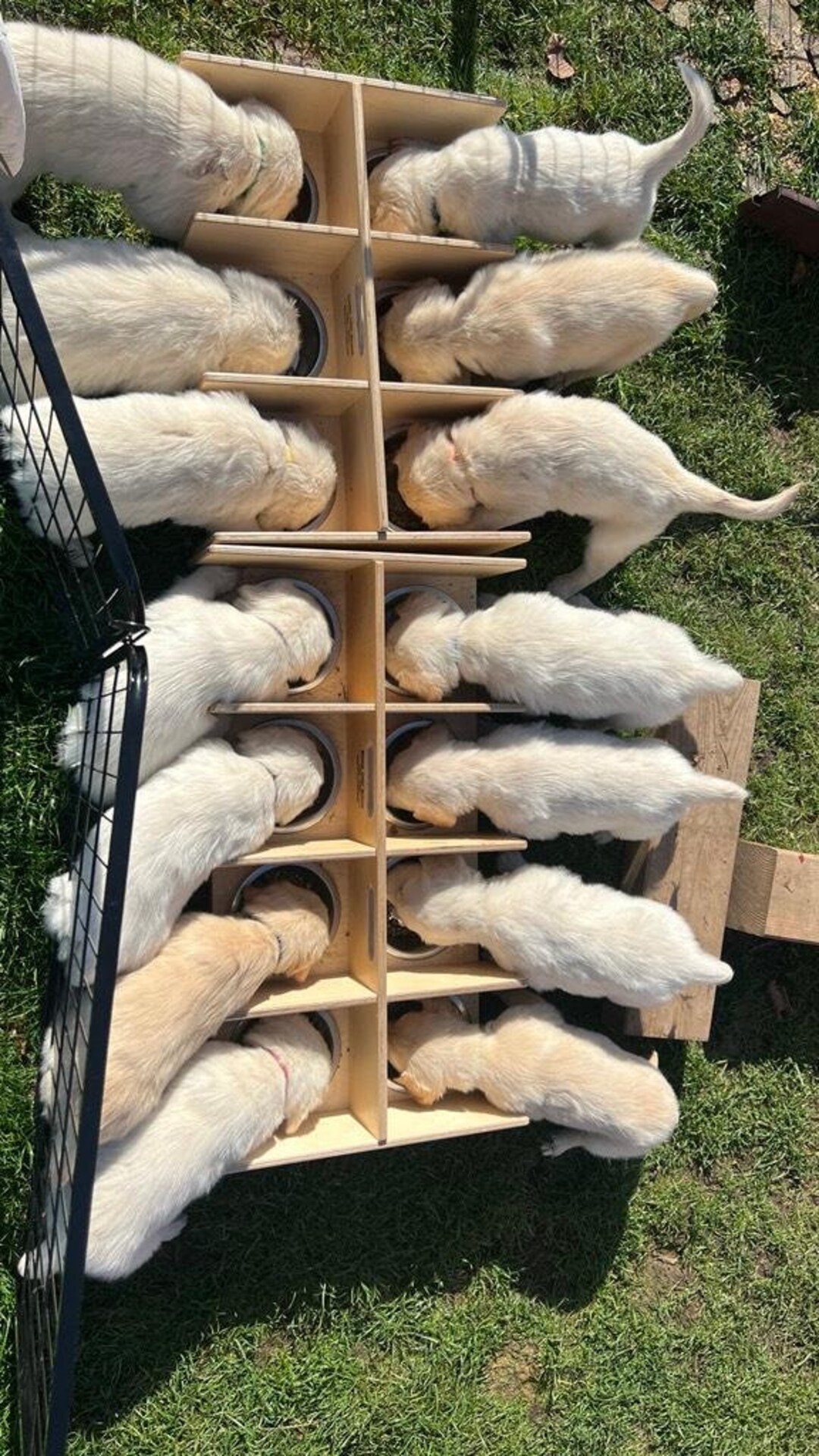 Puppy Bar Feeding Station Feeding Bowl for Puppies With Etsy