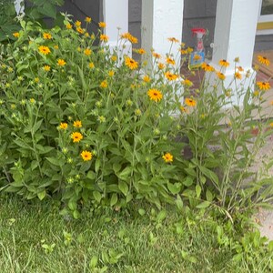 Black-Eyed Susan - Rudbeckia hirta - bareroot