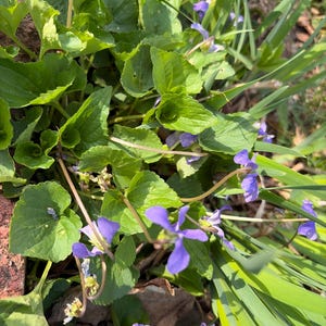 Può includere: Primo piano di un gruppo di viole con petali viola vibranti e foglie verdi. I fiori sono in piena fioritura, circondati da un fogliame lussureggiante e fili d'erba. L'immagine è scattata con luce naturale, evidenziando i dettagli delle piante.