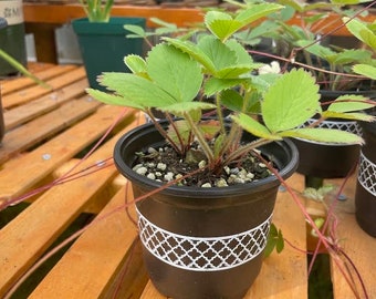 Wild Strawberry - Fragaria vesca - 4" pot