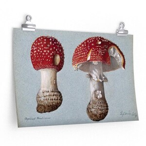 RED SPOTTED MUSHROOMS 18x12 Antique Art Print Reproduction Matte Poster
