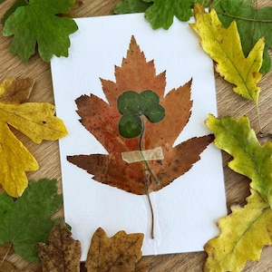 Real 4 Leaf Clover, Discover your Luck, Lucky Charm, Real rustic four-leaf clover