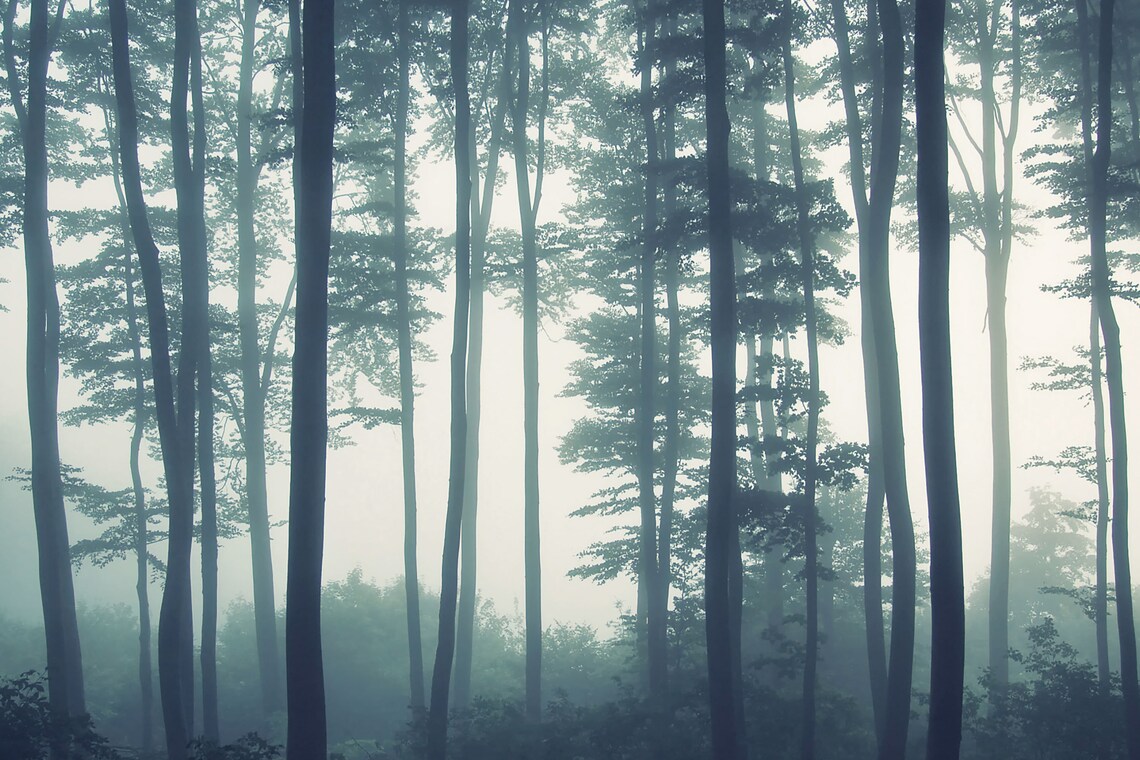 Forest Wallpaper Moody and Atmospheric Tree Wallpaper - Etsy