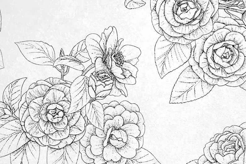 Floral Outline Wallpaper Black and White Camellia Flower Wallpaper