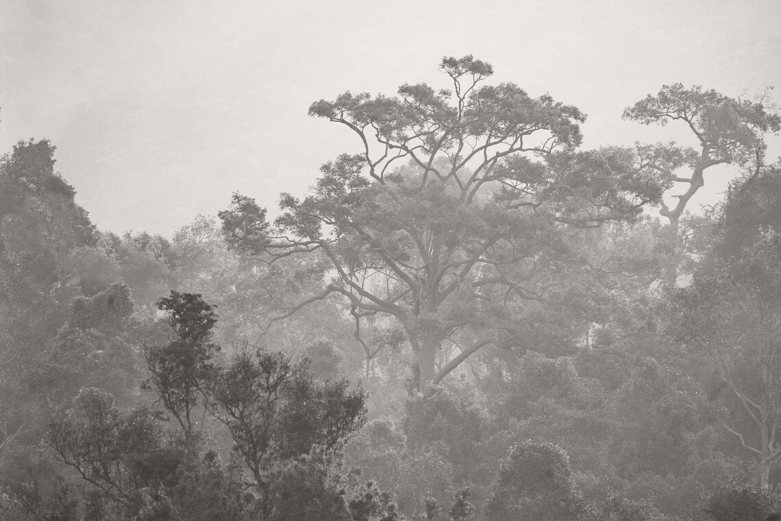 Black & White Tree Wallpaper Mural - Etsy