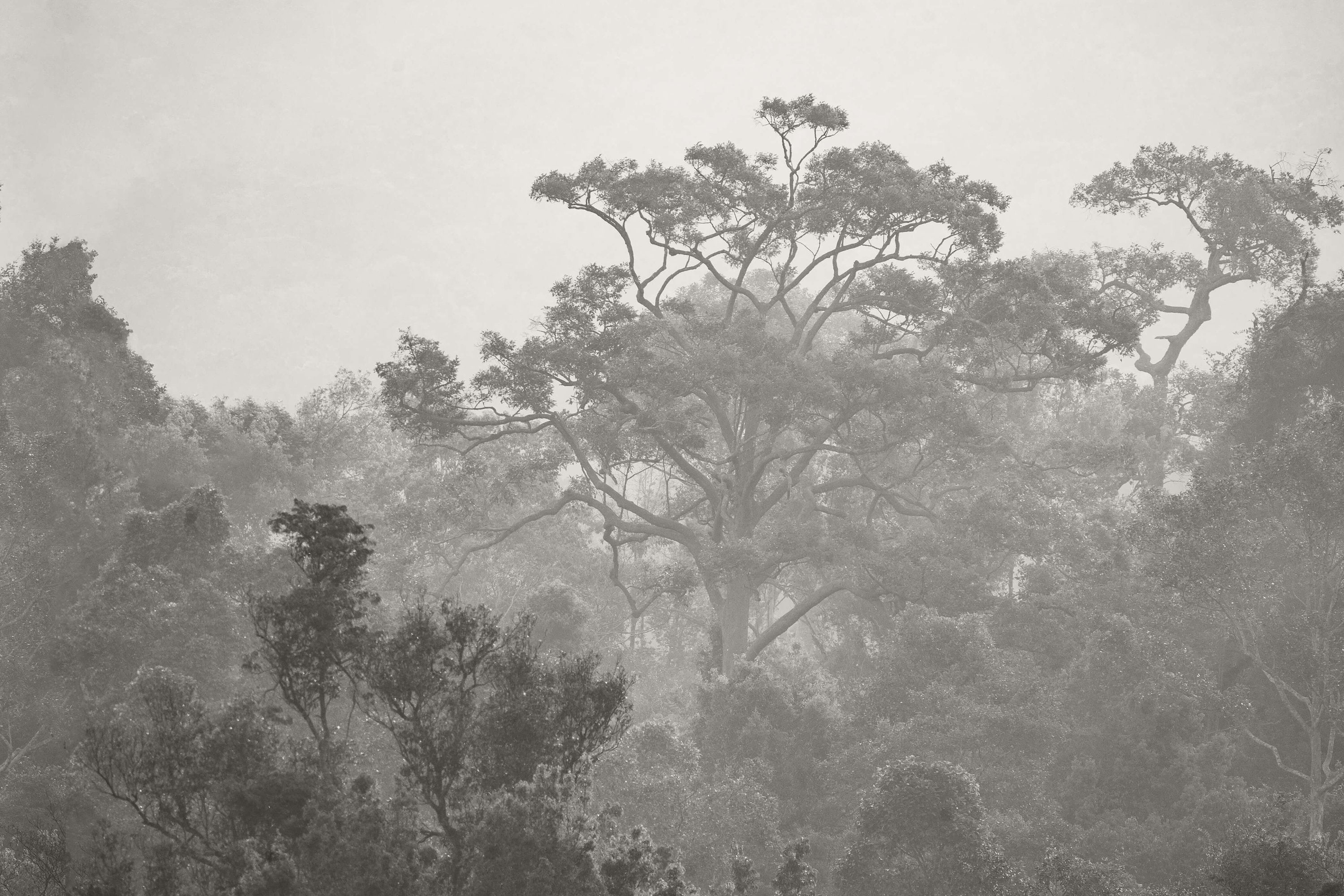 Black & White Tree Wallpaper Mural - Etsy