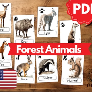 Lernkarten TIERSPUREN WALDTIERE | Montessori Lernkarten zum selbstständigen lernen | Lernen für Kinder | Printable Flashcards | PDF Karten