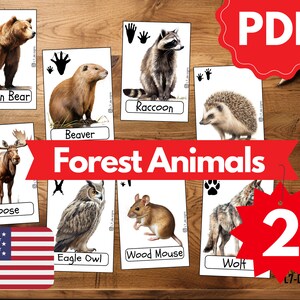 Lernkarten TIERSPUREN WALDTIERE 2 | Montessori Lernkarten zum selbstständigen lernen | Lernen für Kinder | Printable Flashcards | PDF Karten