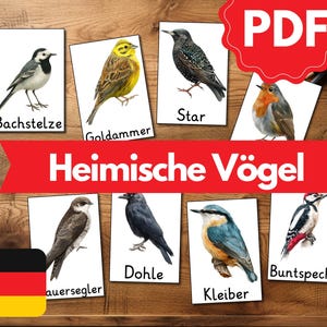 May include: A wooden board displays flashcards with watercolor illustrations of various birds, including a starling, robin, and woodpecker. The German text "Heimische Vögel" is on a red banner. A PDF icon is in the top right.