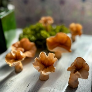 Peut inclure: Un groupe de sept petits champignons brun clair aux bords frisés. Les champignons sont disposés sur une surface en bois blanc.