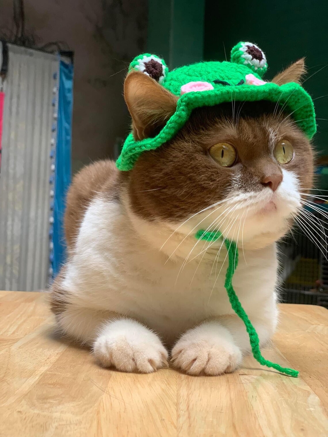 Frog Cat Hat Crochet Hat Cat Cute Frog Crocheted Hat Cat Etsy