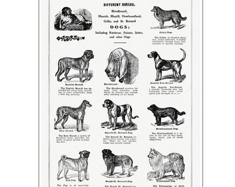 Original Vintage Dog Breed Print