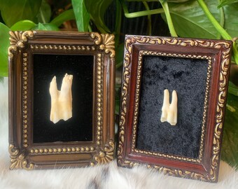 Petites dents de chèvre encadrées