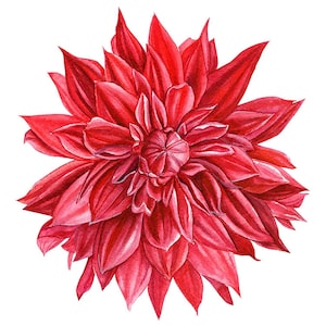 Dahlia Flower Paper Napkins for Decoupage and other Crafts