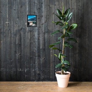 Puede incluir: Una fotograf&iacute;a enmarcada de un lago con monta&ntilde;as en el fondo. La foto est&aacute; colgada en una pared de madera oscura junto a una planta en maceta.