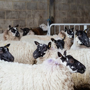 Sheep waiting to be shorn / Conservation grazing in Croydon