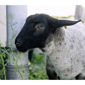 Dibby the lamb / Conservation grazing in Croydon