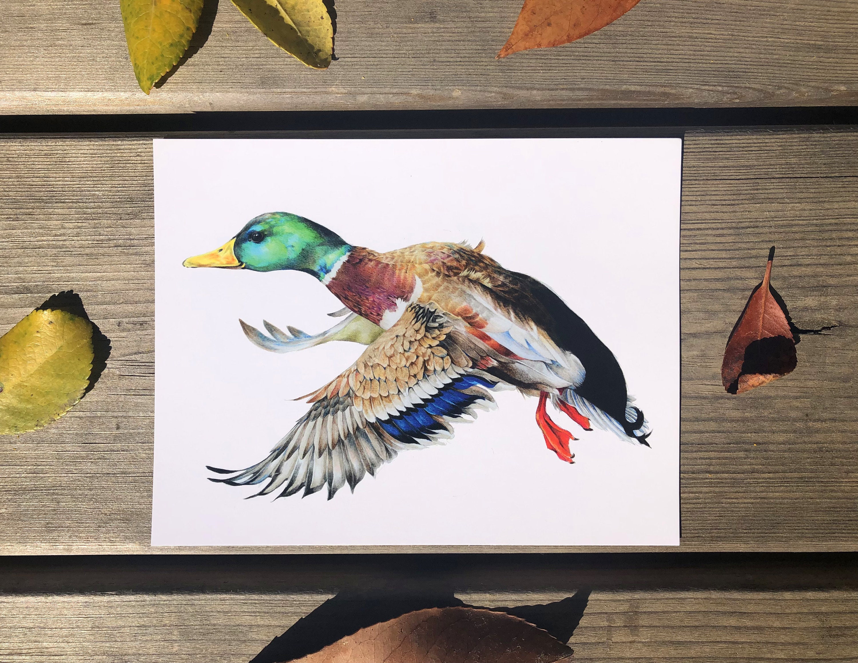 Carte Postale Canard Colvert