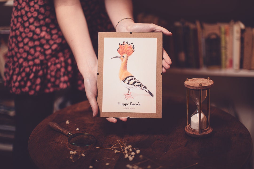 Carte Huppe Fasciée