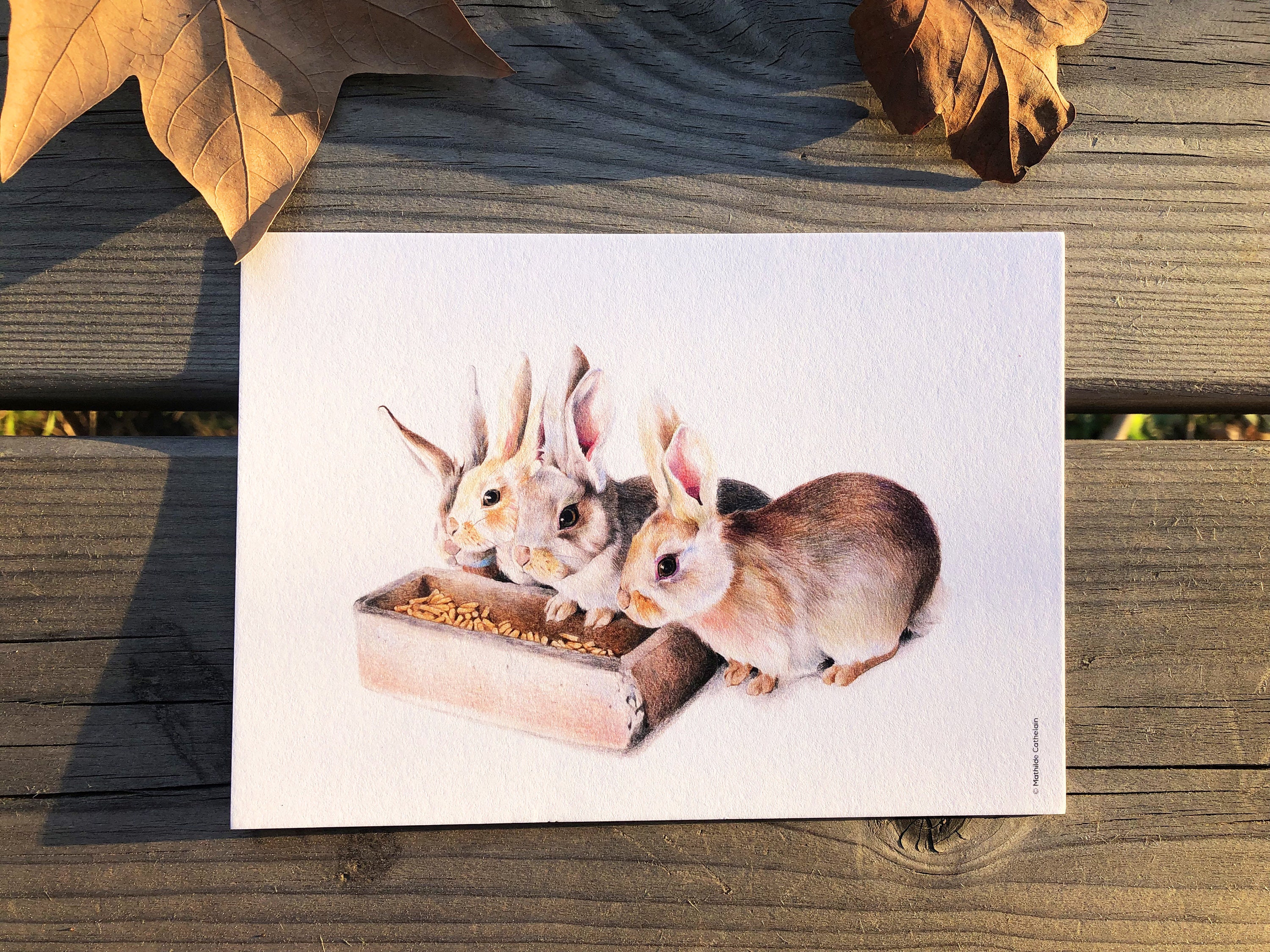 Carte Lapin | 2 + Format Postal