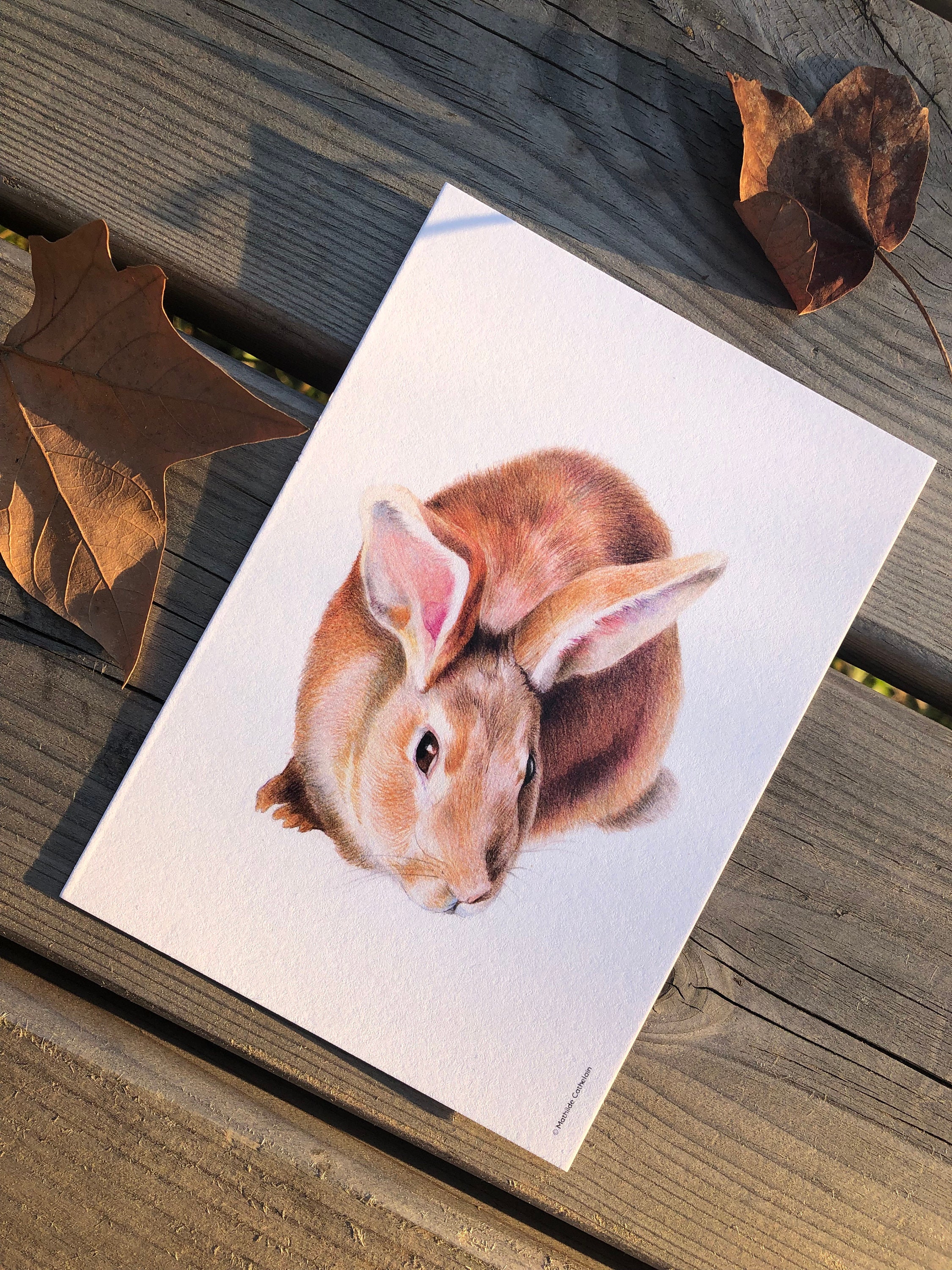 Carte Lapin | 1 + Format Postal